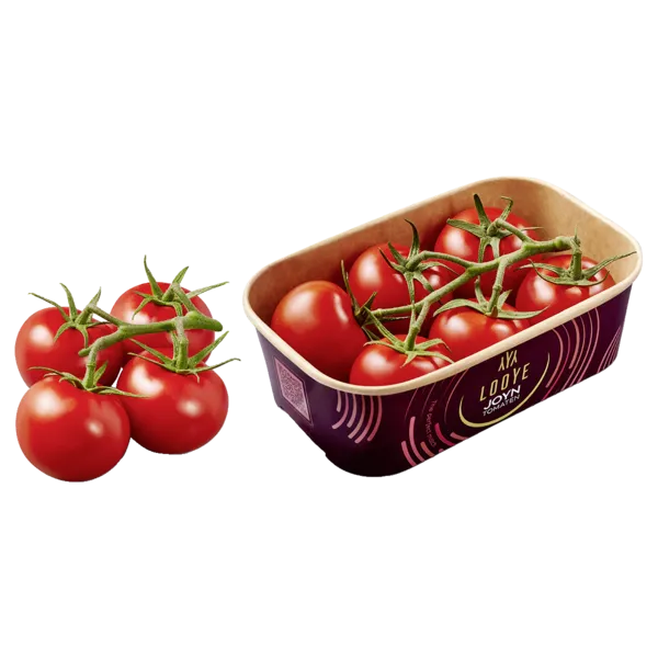 Niederlande Joyn Strauchtomaten