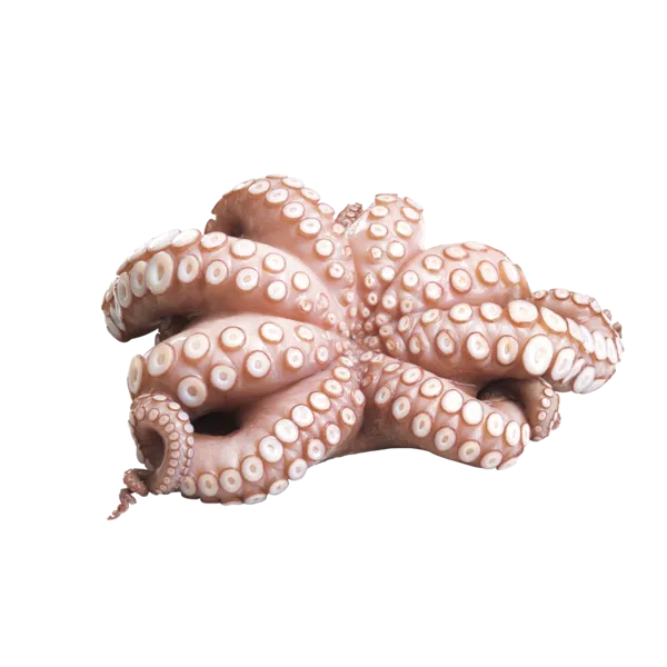 Pulpo (Krake)