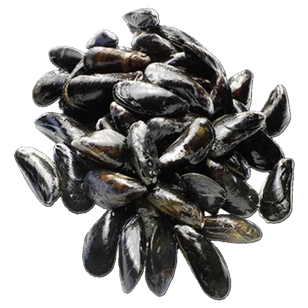 Muscheln Imperial Jute Expert