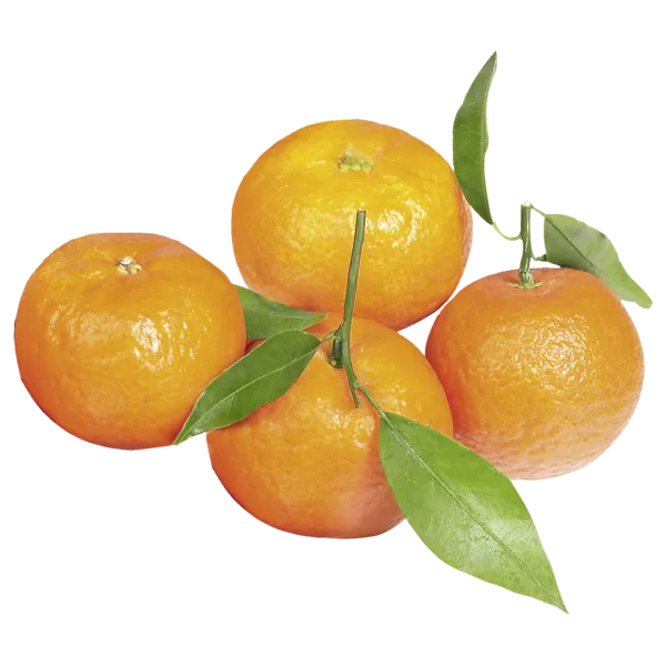Spanien Clementinen mit Blatt